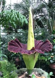 Purple Corpse Titan Arum Flower Seeds for Planting – Heirloom, Non-GMO, High Germination Seeds