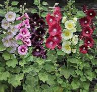 Heirloom Mallow Flower Seeds for Planting – Non-GMO, Cottage Garden Essential, High Germination