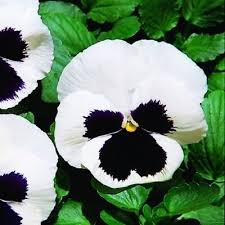 White & Black Pansy Flower Seeds – Hardy Heirloom Non‑GMO Organic Garden Seeds