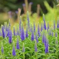 Veronica Flower Seeds for Planting Heirloom Non-GMO High Germination Organic Garden Seeds