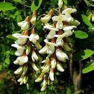 Robinia Flower Seeds for Planting Heirloom Non-GMO High Germination Organic Garden Seeds