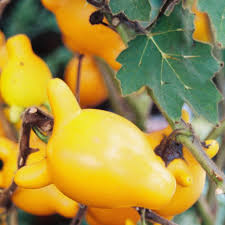 Nipple Fruit Seeds for Planting – Heirloom & Non-GMO Garden seeds, rare vibrant fruits for unique gardens