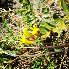 Yellow Astragalus Flower Seeds for Planting – Heirloom, Non-GMO, High Germination Organic Garden Seeds