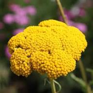 Yellow Achillea Flower Seeds for Planting | Heirloom Non-GMO High Germination Organic Garden Seeds