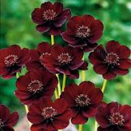 Dichondra Cosmos Flower Seeds  for Planting | Heirloom Non-GMO High Germination Organic Garden Seeds
