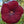 Flower Seeds, Seeds,Seeds For Planting,Plant Seeds