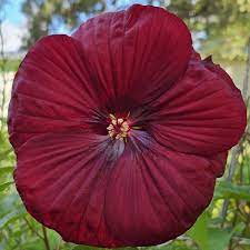 Flower Seeds, Seeds,Seeds For Planting,Plant Seeds