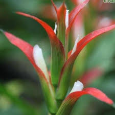 Red Bromeliad Flower Seeds for Planting – Heirloom, Non-GMO, High Germination Organic Garden Seeds