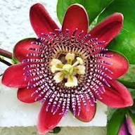 Passion Flower Seeds for Planting | Heirloom Non-GMO Organic Garden Seeds