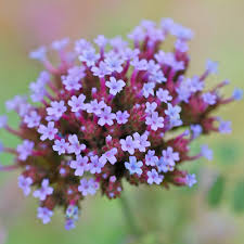 Verbena Bonariensis Flower Seeds for Planting – Heirloom, Non-GMO, High Germination Organic Garden Seeds