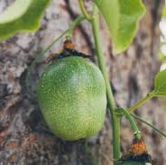 Passion Fruit seeds for planting - Heirloom & Non-GMO Garden seeds for exotic tropical fruit vines
