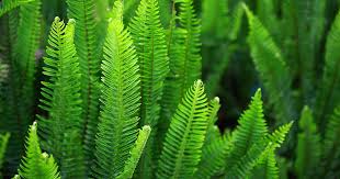 Fern Green Seeds for Planting – Heirloom, Non-GMO, High Germination, Organic Garden Seeds
