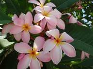 Light Pink Frangipani Flower Seeds for Planting | Heirloom Non-GMO High Germination Organic Garden Seeds