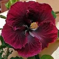 Purple Maroon Hibiscus Flower Seeds for Planting | Heirloom Non-GMO Organic Garden Seeds, Colorful Display, High Germination