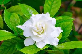 Light Green Gardenia Flower Seeds for Planting - Heirloom, Non-GMO, High Germination Organic Garden Seeds