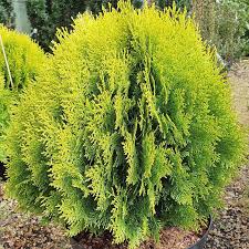 Green Thuja Orientalis Plant Seeds for Planting – Heirloom & Non-GMO Ornamental Evergreen Seeds