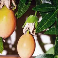 Passiflora Edulis Passion fruit seeds for planting - Heirloom & Non-GMO garden seeds, orange sweet variety
