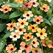 Heirloom Thunbergia Flower Seeds – Non-GMO, High Germination Organic Garden Seeds