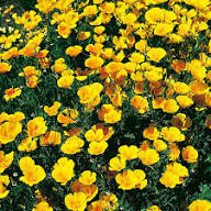 Eschscholzia Flower Seeds for Planting - Hardy Variety, Heirloom &amp; Non-GMO Seeds for Home Garden