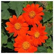 Orange Mini Sunflower Seeds for Planting – Heirloom Non-GMO High Germination Organic Garden Seeds