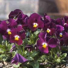 Viola Cornuta Flower Seeds