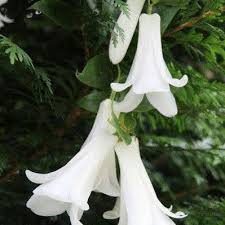 White Lapageria Flower Seeds for Planting – Heirloom, Non-GMO, High Germination Organic Garden Seeds