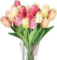 Yellow & Pink F Tulip Flower Seeds for Planting – Heirloom, Non-GMO, High Germination Organic Garden Seeds