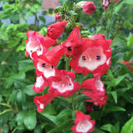 Red Penstemon Flower Seeds for Planting - Heirloom, Non-GMO, High Germination Organic Garden Seeds