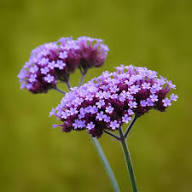Vervain Flower seeds for Planting – Drought Tolerant, Heirloom &amp; GMO Free Seeds for Home Garden, High Germination