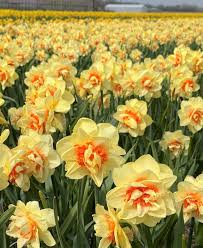 Flower Seeds, Seeds,Seeds For Planting,Plant Seeds