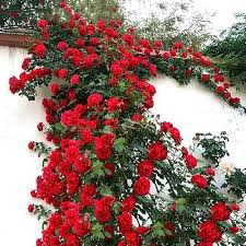 Rose Seeds Flower Seeds for Planting – Heirloom Non-GMO High Germination Organic Garden Seeds