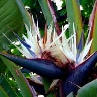 White Strelitzia Reginae House Flower Seeds for Planting – Heirloom, Non-GMO, Fragrant Organic Garden Seeds