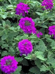 Purple Moss Verbena Flower Seeds for Planting – Heirloom, Non-GMO, High Germination Organic Garden Seeds