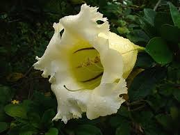 Solandra Grandiflora Flower Seeds – Heirloom, Non-GMO, High Germination Organic Garden Seeds for Tropical Bloom Displays