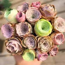 Mixed Colour Greenovia Flower Seeds for Planting – Heirloom, Non-GMO, High Germination, Organic Garden Seeds