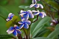 Blue Yellow Frangipani Flower Seeds for Planting | Heirloom Non-GMO Organic Garden Seeds