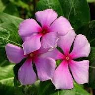 Pink Vinca Rosea Flower Seeds for Planting – Heirloom, Non-GMO, Shade Tolerant Organic Garden Seeds