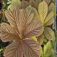 Brown Rodgersia Henrici Flower Seeds for Planting | Heirloom Non-GMO High Germination Organic Garden Seeds
