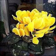 Light Yellow Cyclamen Flower Seeds for Planting – Heirloom, Non-GMO, Cut Flower Favorite Organic Garden Seeds