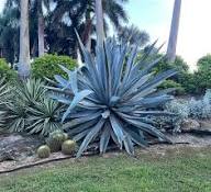 Mixed Agave Flower Seeds for Planting | Heirloom Non-GMO Organic Garden Seeds, Seasonal Bloomer, High Germination