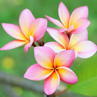 Pink &amp; Yellow Egg Flower Seeds for Planting – Heirloom Non-GMO High Germination Organic Garden Seeds