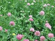 Meadow Clover Flower Seeds for Planting – Heirloom, Non-GMO, Sun Loving Organic Garden Seeds