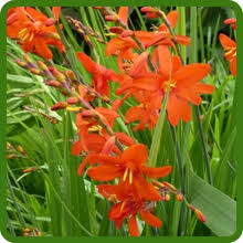 Heirloom Crocosmia Flower Seeds for Planting – Non-GMO, Low Maintenance, High Germination