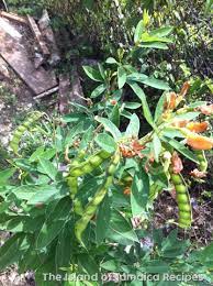 Jamaica Gungo Pea Seeds for Planting – Heirloom Non-GMO Nutritious Legume Vegetable Seeds with High Germination for Organic Gardens