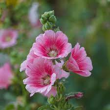 Flower Seeds, Seeds,Seeds For Planting,Plant Seeds