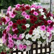 Tacoli Bonsai Petunia Flower Seeds for Planting – Heirloom, Non-GMO, High Germination Organic Garden Seeds