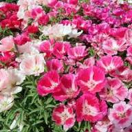Pink Godetia Flower Seeds for Planting – Heirloom, Non-GMO, High Germination Organic Garden Seeds