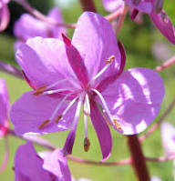 Epilobium Glandulosum Flower Seeds for Planting – Heirloom, Non-GMO, High Germination Garden Seeds