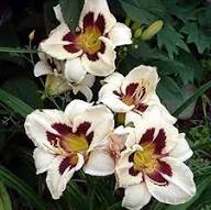 White Violet Hemerocallis Flower Seeds for Planting – Heirloom Non-GMO High Germination Organic Garden Seeds