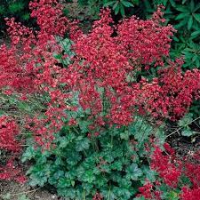Bressingham Flower Seeds for Planting – Heirloom, Non-GMO, High Germination Organic Garden Seeds